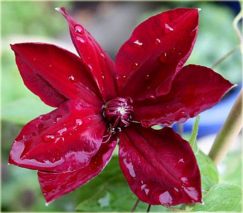 Powojnik Westerplatte Clematis Westerplatte