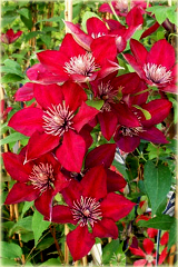 Powojnik Westerplatte Clematis Westerplatte