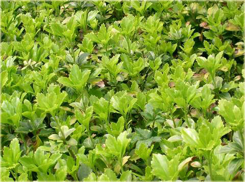 Runianka japońska Green Carpet Pachysandra terminalis Green Carpet