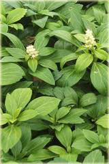 Runianka japońska Green Carpet Pachysandra terminalis Green Carpet