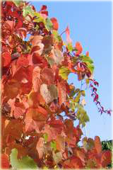 Winorośl amurska Vitis amurensis