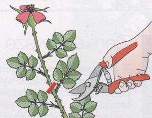 Cięcie róż powtarzających kwitnienie
