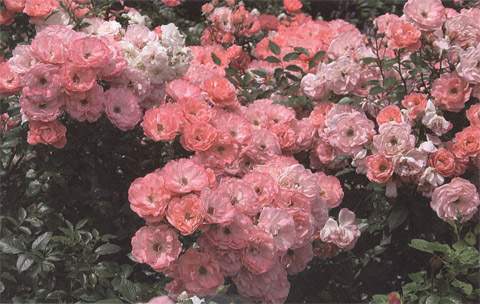 Bez wystarczającego nawożenia róża rabatowa nie stworzyłaby takiego bogactwa kwiatów...