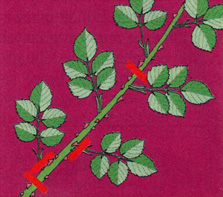 Z sadzonki wierzchołkowej odcinamy dolne liście i miękką, górną część pędu