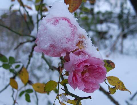 kwiaty róży w zimowym kożuszku