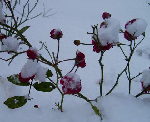 wystające pędy krzewu róży spod grubej warstwy śniegu