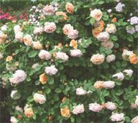 Róże parkowe - rosa rugosa
