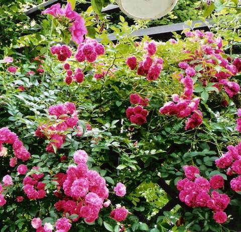 Róże parkowe - rosa rugosa