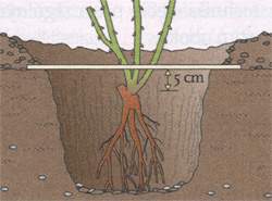 Wykorzystanie listwy do pomiaru głębokości posadzenia krzewu