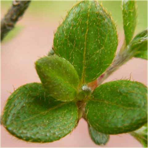 Azalia japońska Alpinum - Azalea japonica Alpinum