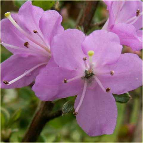 Azalia japońska Alpinum - Azalea japonica Alpinum