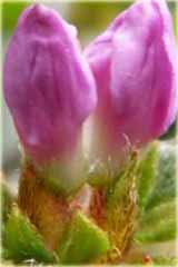 Azalia japońska Alpinum - Azalea japonica Alpinum