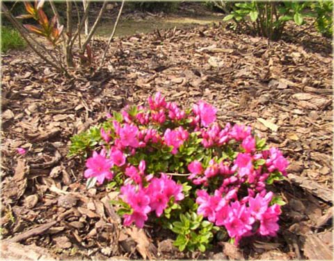 Azalia japońska Anne Frank - Azalea japonica Anne Frank