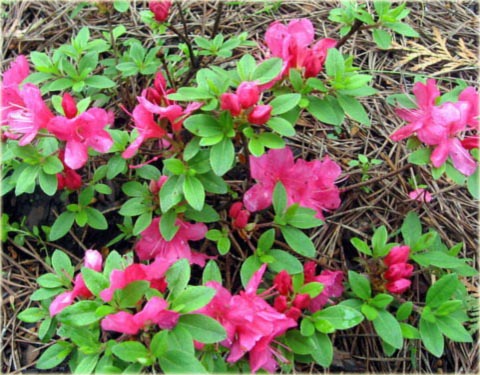 Azalia japońska Anne Frank - Azalea japonica Anne Frank