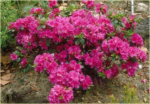 Azalia japońska Anne Frank - Azalea japonica Anne Frank