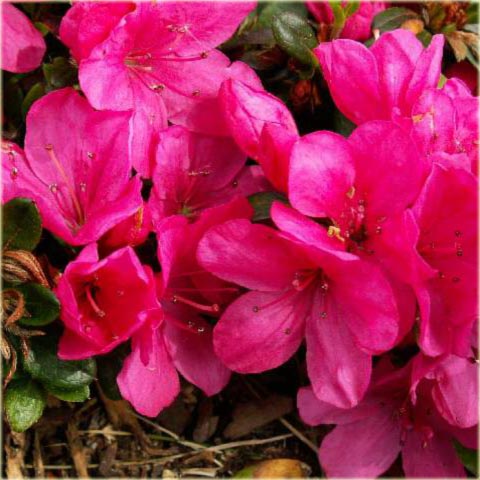 Azalia japońska Anne Frank - Azalea japonica Anne Frank