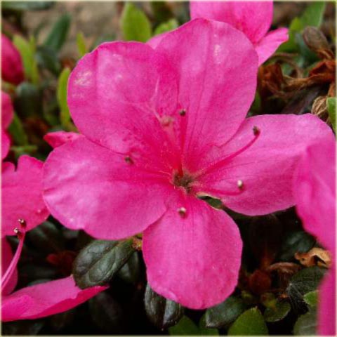 Azalia japońska Anne Frank - Azalea japonica Anne Frank