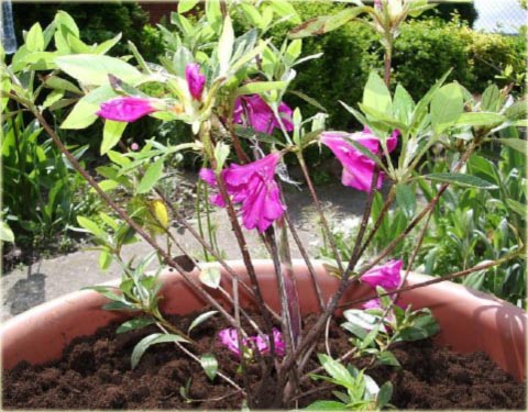 Azalia japońska Blaue Donau - Azalea japonica Blaue Donau