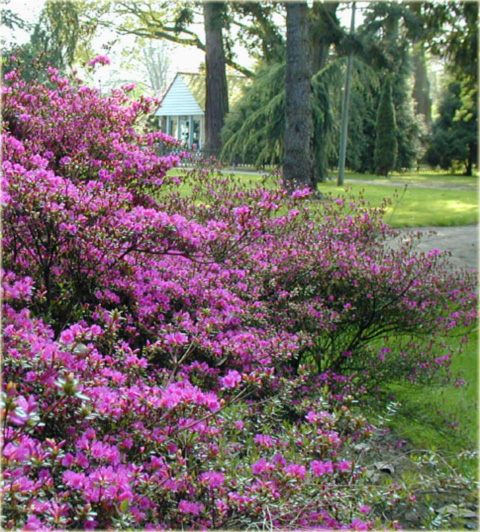 Azalia japońska Blaue Donau - Azalea japonica Blaue Donau