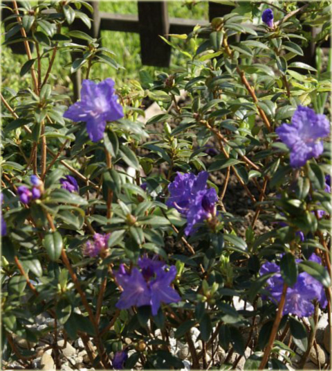 Azalia japońska Blaue Donau - Azalea japonica Blaue Donau