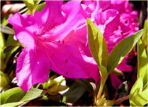 Azalia japońska Blaue Donau - Azalea japonica Blaue Donau