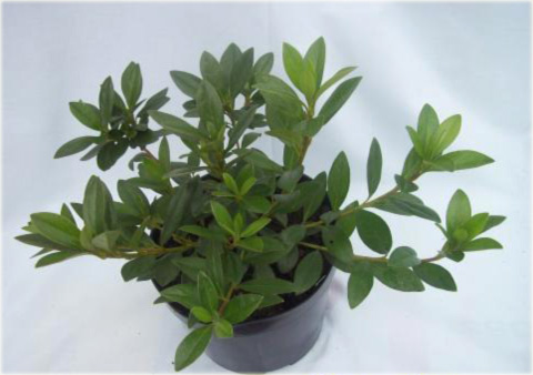 Azalia japońska Blaue Donau - Azalea japonica Blaue Donau