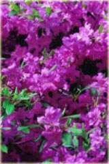 Azalia japońska Blaue Donau - Azalea japonica Blaue Donau