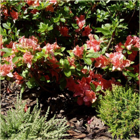 Azalia japońska Geisha Orange - Azalea japonica Geisha Orangerot