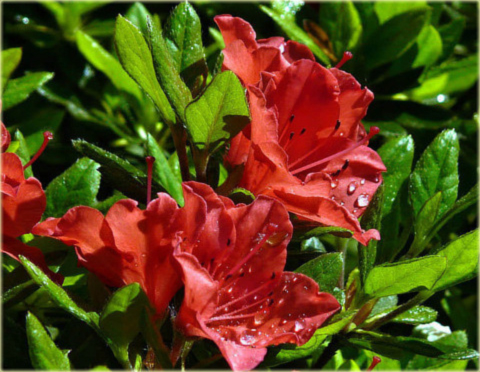 Azalia japońska Geisha Orange - Azalea japonica Geisha Orangerot