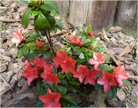 Azalia japońska Geisha Orange - Azalea japonica Geisha Orangerot