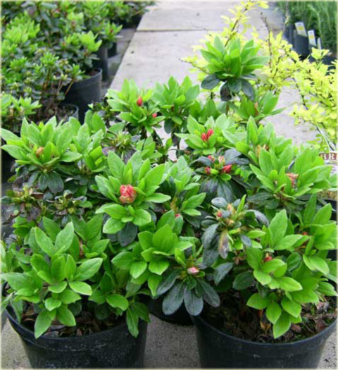 Azalia japońska Geisha Orange - Azalea japonica Geisha Orangerot