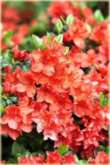 Azalia japońska Geisha Orange - Azalea japonica Geisha Orangerot