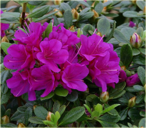Azalia japońska Geisha Purple - Azalea japonica Geisha Purpurrosa
