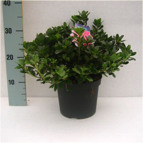 Azalia japońska Geisha Purple - Azalea japonica Geisha Purpurrosa