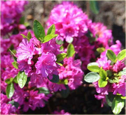 Azalia japońska Geisha Purple - Azalea japonica Geisha Purpurrosa