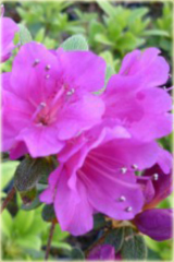 Azalia japońska Geisha Purple - Azalea japonica Geisha Purpurrosa