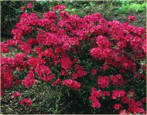 Azalia japońska Geisha Red - Azalea japonica Geisha Red