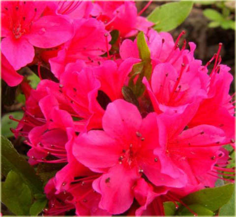 Azalia japońska Geisha Red - Azalea japonica Geisha Red