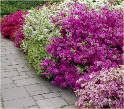 Azalia japońska Geisha Red - Azalea japonica Geisha Red