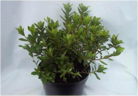 Azalia japońska Geisha Red - Azalea japonica Geisha Red