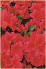 Azalia japońska Geisha Red - Azalea japonica Geisha Red