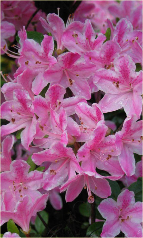 Azalia japońska Kermesina Rose - Azalea japonica Kermesina Rose