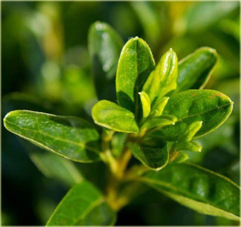 Azalia japońska Kermesina Rose - Azalea japonica Kermesina Rose