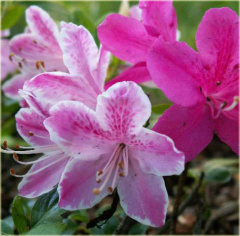 Azalia japońska Kermesina Rose - Azalea japonica Kermesina Rose