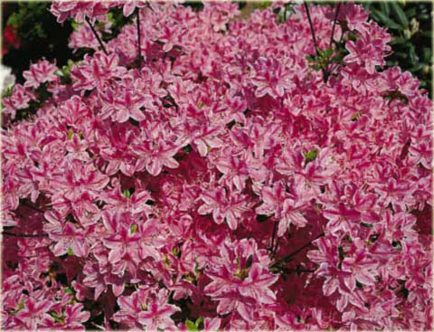 Azalia japońska Kermesina Rose - Azalea japonica Kermesina Rose