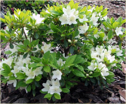 Azalia japońska Kermesina Alba - Azalea japonica Kermesina Alba
