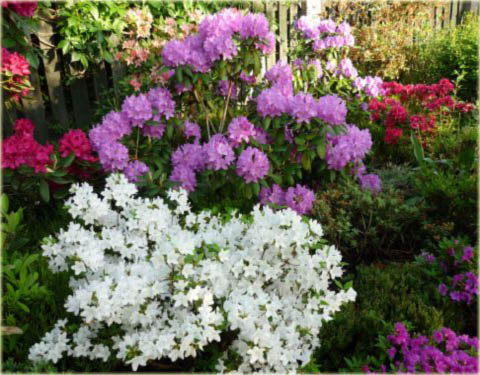 Azalia japońska Kermesina Alba - Azalea japonica Kermesina Alba