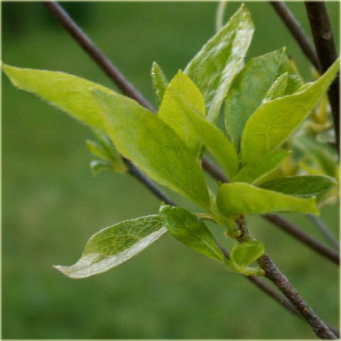 Azalia japońska Kermesina Alba - Azalea japonica Kermesina Alba