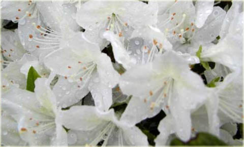 Azalia japońska Kermesina Alba - Azalea japonica Kermesina Alba