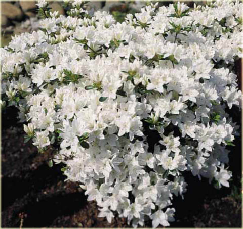 Azalia japońska Kermesina Alba - Azalea japonica Kermesina Alba